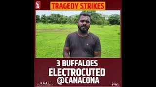 Three Buffaloes Electrocuted At Canacona [upl. by Cayser]