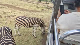 Casela Nature Parks Mauritius 02062024 [upl. by Nylasor582]