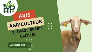 📍AVIS AGRICULTEUR  ÉLEVAGE DE BREBIS LAITIÈRE [upl. by Benil801]