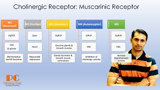 Cholinergic Receptors Pharmacology part 1  Muscarinic Acetylcholine Receptors [upl. by Lewanna446]