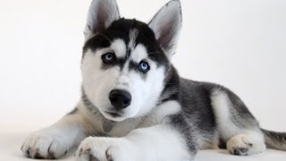 New UConn Husky Puppy [upl. by Nickola252]