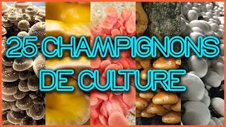 🍄 25 CHAMPIGNONS COMESTIBLES et MÉDICINAUX à CULTIVER [upl. by Janessa857]