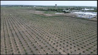 15 HA OF PAULOWNIA TREES IN THE SAME PLACE [upl. by Care]