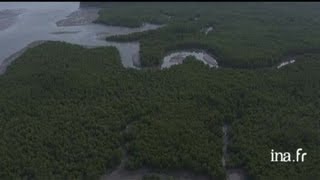 Thaïlande  mangrove [upl. by Grevera]