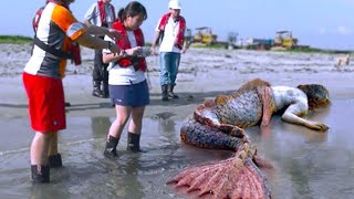 SEREIAS REAIS CAPTURADAS POR CÂMERAS QUE IMPRESSIONARAM O PLANETA INTEIRO  DOCUMENTÁRIO DUBLADO [upl. by Selma]