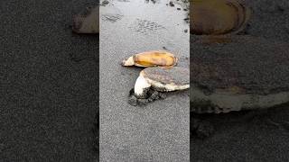 Razor Clam Digging a Hole [upl. by Eceinert]