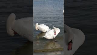 Two mute swans cleaning their feathers  Zeewolde beach  the Netherlands swan birds cuteanimals [upl. by Ferree]