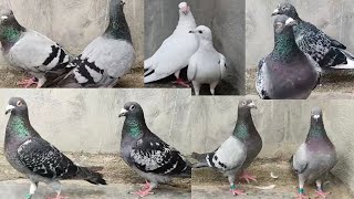 Homer Ring bird pigeons lot for sale 🕊️ location banglore 📍 call 📞 91 97427 49465 [upl. by Ettenor]