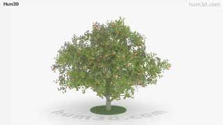 Apple Tree 3D model by 3DModelsorg [upl. by Whittemore]