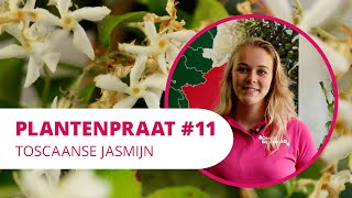 Plantenpraat 11  Toscaanse Jasmijn [upl. by Esirehs]