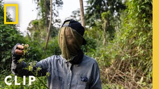 Foraging in the Rainforest  Restaurants at the End of the World  National Geographic [upl. by Soelch]