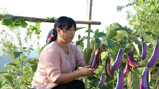 Eggplant 摘一籃茄子曬成茄干，做茄干回鍋肉、茄子豆腐煲 和素炒茄子，好吃易儲存！【余小鄉】 [upl. by Fahy]