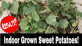 Sweet Potatoes Grown Indoors  Results [upl. by Taryn308]