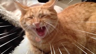 Cat roars like a lion [upl. by Akeyla]