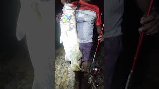 BARRAMUNDI Night Fishing  Season is abt to overHunt Barra Mundi Fishingshorts [upl. by Yelad138]