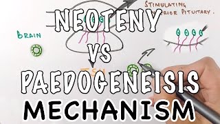 Neoteny Vs Paedogenesis  Mechanism of Neoteny [upl. by Aurea]