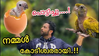 Aviary  യിൽ ഉണ്ടായ 10000 രൂപയുടെ മുട്ട പൊട്ടിച്ചപ്പൊൾ കണ്ടത് New Bird Hatched In Our Aviary [upl. by Howie78]