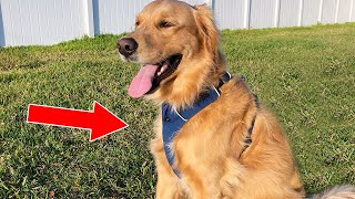 3 Best Harnesses For Golden Retrievers [upl. by Hnah781]