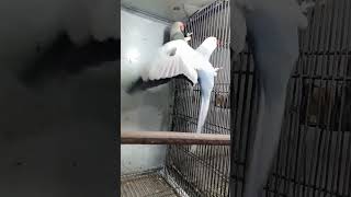 Uchiya Ne Gallan Tere Yaar Diyan tiktok birds pigeon viralvideo youtubeshorts parrot [upl. by Yetak930]