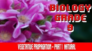 Vegetative Propagation  Definition  Types  Natural Vegetative Process Of Propagation  Part 1 [upl. by Aknayirp]