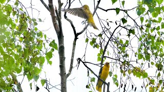 Wielewalen in de regen te Nederweert🌧️ Wielewaal  Oriole Pirol Oriolus [upl. by Areis]