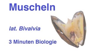 Bivalvia  Muscheln  3 Minuten Biologie [upl. by Blackman]