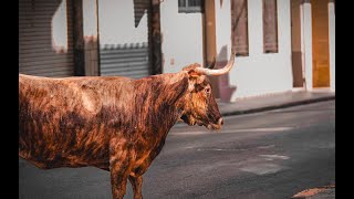 Toros segunda tarde taurina Barrio San Joaquin  Toro de calle [upl. by Avner382]