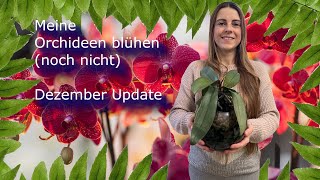 Meine Orchideen blühen noch nicht Dezember Update  Hydroponic  FWC [upl. by Ottinger]