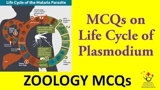 MCQs on Life Cycle of Plasmodium  Zoology MCQs  MBBS Entrance Preparation [upl. by Hsotnas]