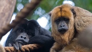 Hear a Howler Monkey Howl [upl. by Stander]