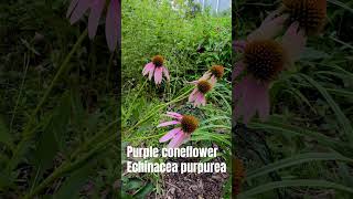 Purple coneflower Echinacea purpurea is a great Texas native plant for your garden butterflygarden [upl. by Hershell]