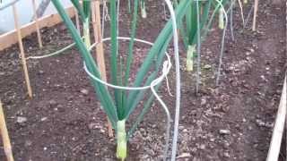 Allotment Diary  A quick check on the Giant Exhibition Show Onions [upl. by Femi]