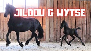 Jildou with 16 days old colt Wytse at the inside arena so cute  Friesian Horses [upl. by Dwain]