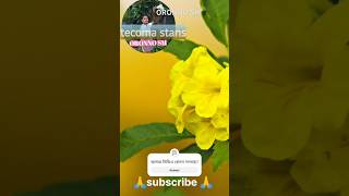 Tecoma stans flower  Bignonia stans চন্দ্রপ্রভা বা টিকমা ফুল flowers nature viralvideo [upl. by Adnilre532]