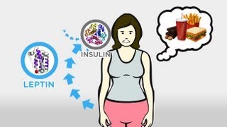 The Skinny on Obesity Ep 3 Hunger and Hormones A Vicious Cycle [upl. by Nlyak]