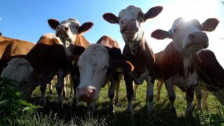 4K Cow videos ver2 🐮🐄 Cows mooing amp grazing in a field 🌿 Nature sounds amp white noise 🌾 Relaxing 🍂 [upl. by Armbrecht862]