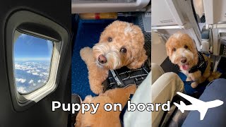 3 Tips for Flying with Dog Mini Labradoodle Shorts [upl. by Ennasirk]