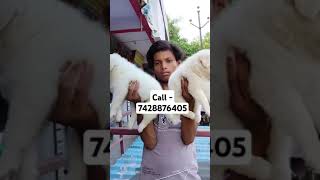 Spitz puppies for sale in delhi ncr song hindisong bollywood [upl. by Narcis]