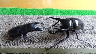 スマトラオオヒラタクワガタvsコーカサスオオカブト beetle fight [upl. by Ahsaenat]