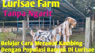 Lurisae Farm Peternakan Kambing Modern [upl. by Yelrac]