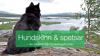 Hundskinn och spetsar [upl. by Koffler]