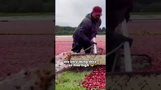 The Terrifying Reality of Cranberry Harvesting [upl. by Einnod]