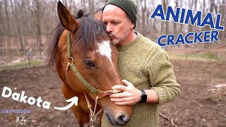 🐴 RESCUE HORSE with EXTREME TWITCHING WHITHERS gets RELIEF from the ANIMAL CRACKER [upl. by Venator]