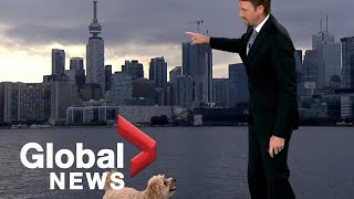 Weather reporters hungry dog interrupts live TV report looking for treats [upl. by Ahsim]