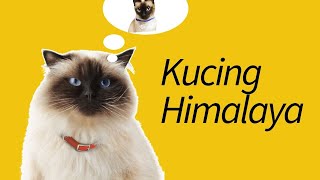 Jenis Kucing Persia Himalaya—Siapanya Kucing Siam [upl. by Milak]