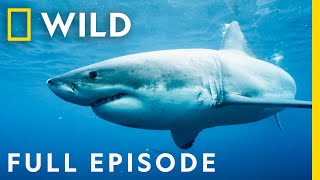 Killers of the Ocean Orcas vs Great Whites Full Episode  Nat Geo Wild [upl. by Adiahs]