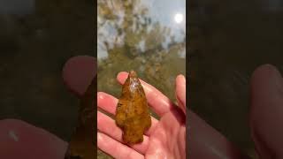 Arrowhead straight from the creek archaeology arrowhead arrowheadhunting artifacts [upl. by Ellenig]