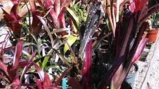 Billbergia bromeliads explained care maintenance suggestions [upl. by Schuster352]