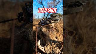 BOW Headshot on GIANT Warthog🔥❗️ 40 Yard Kill Shot on Massive Pig🤯 elitearchery hunting [upl. by Meensat]