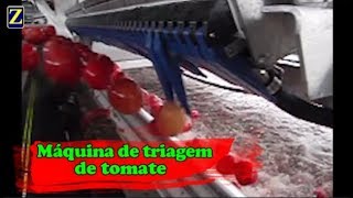 Máquina de triagem de tomate [upl. by Omura273]